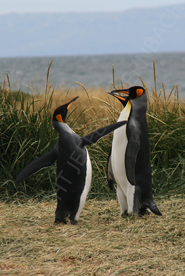 Three penguins standing together in a grassy field with the water behind them. One appears to be saluting the other two.
